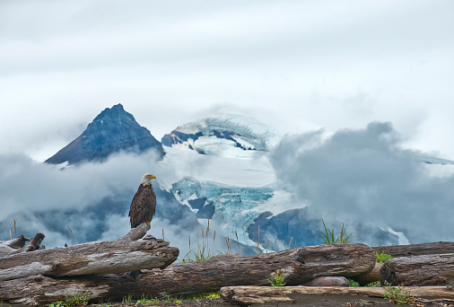 An Alaska Bald Eagle is perching on a piece of driftwood in front of a glacial range in Katmai National Park Alaska.