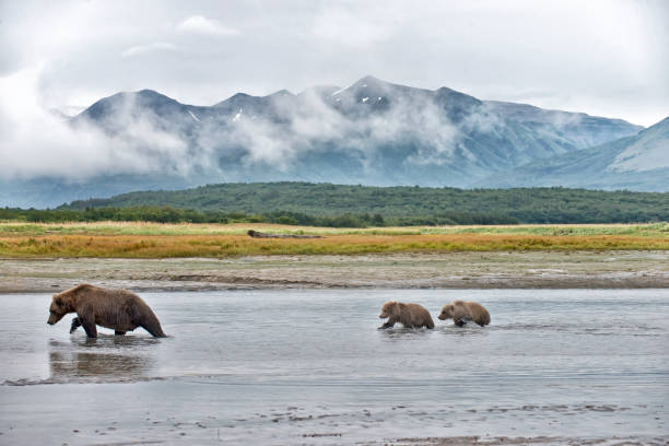 istock Brown bear and cubs in river in front of mountains 1437520038