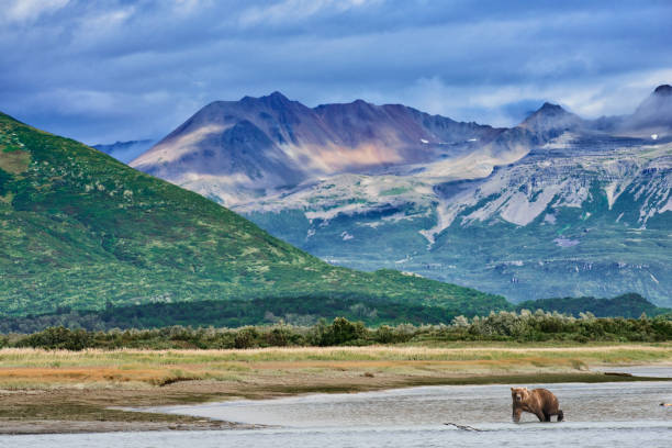 istock Brown Bear in river in front of mountains 1437520130
