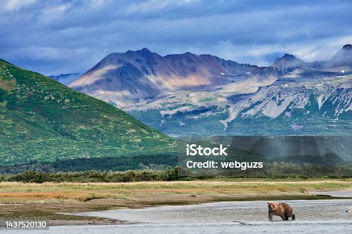 istock Brown Bear in river in front of mountains 1437520130