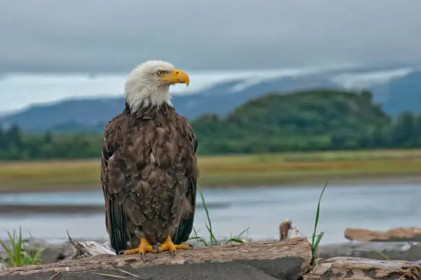 An Alaska Bald Eagle is perching on a piece of driftwood in front of a river in Katmai National Park Alaska.  There is a lot of detail in the bird which was photographed at a very close range.  A river and partial glacier can be seen in the background.