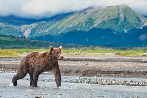 A brown Bear is in a tidal river in front of a mountain range in Katmai National Park Alaska.  The  mountains are very colorful and have dramatic edges and ridges.