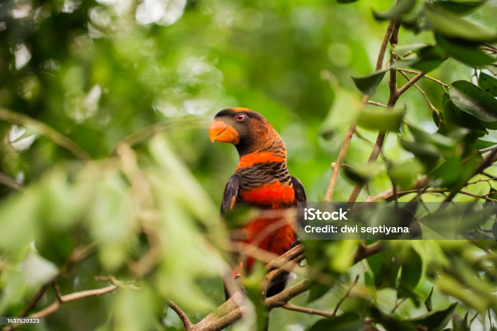 The dusky lory or the white-rumped lory or the dusky-orange lory bird (Pseudeos fuscata) The dusky lory or the white-rumped lory or the dusky-orange lory  bird Pseudeos fuscata in the branch Animal Stock Photo