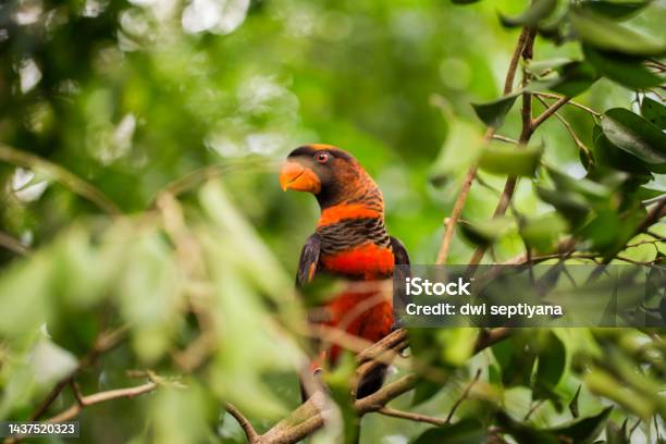 The Dusky Lory Or The Whiterumped Lory Or The Duskyorange Lory Bird Stock Photo - Download Image Now
