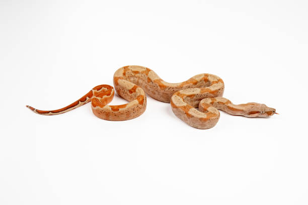 Pet boa imperator or boa constrictor imperator, snake reptile on white background stock photo