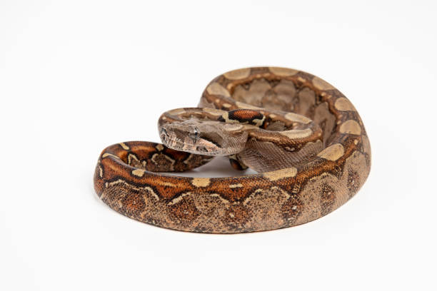 istock Pet boa constrictor imperator, boa imperator, snake, reptile on white background 1437521356