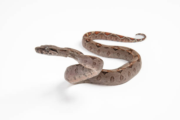 istock Boa imperator or boa constrictor imperator, snake reptile on white background 1437521360