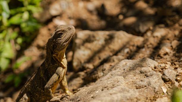 istock Closeup shot of a tuatara lizard on a stone 1437521559