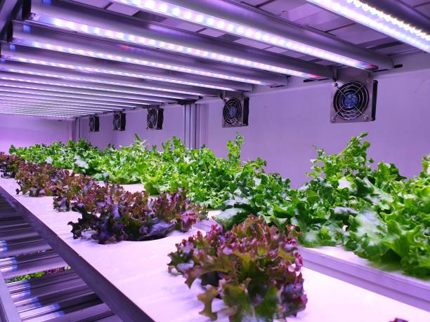 istock Fresh Vegetables are growing in indoor farm/vertical farm. 1437521672
