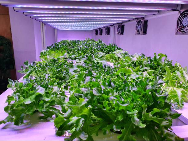 istock Fresh Vegetables are growing in indoor farm/vertical farm. 1437521677