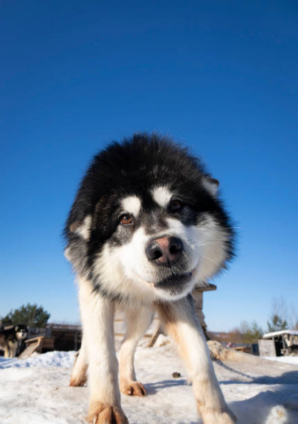 Portrait of a Husky Malamute dog.