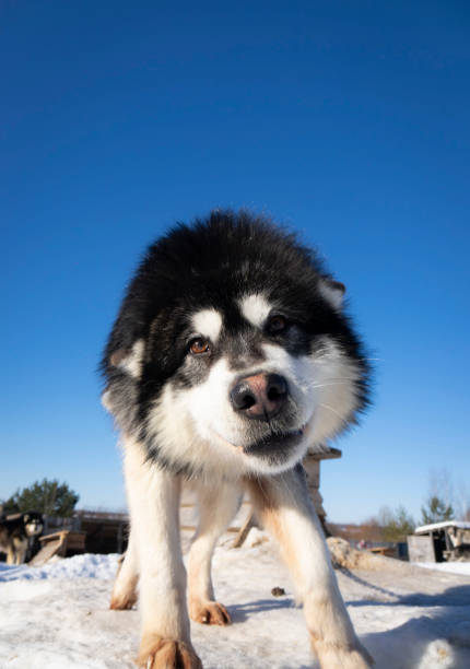 Portrait of a Husky Malamute dog. stock photo
