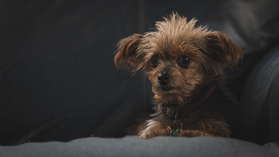 Studio shot of a cute puppy