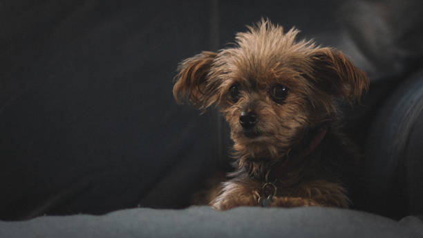 Ugly Yorkie Ugly little dog ugly dog stock pictures, royalty-free photos & images