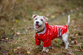 Jack Russell Terrier in a yellow raincoat walks through the autumn park. Dog walking in autumn leaves