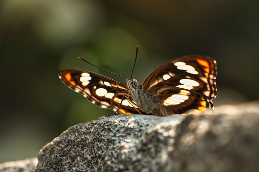 A closeup of Brush-footed butterfly sitting on rock with outstretched wings under rays of sun in garden