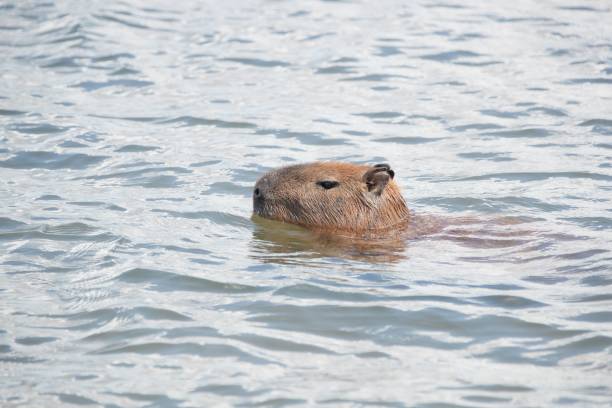 istock capivara satand look at the lake 1437524116