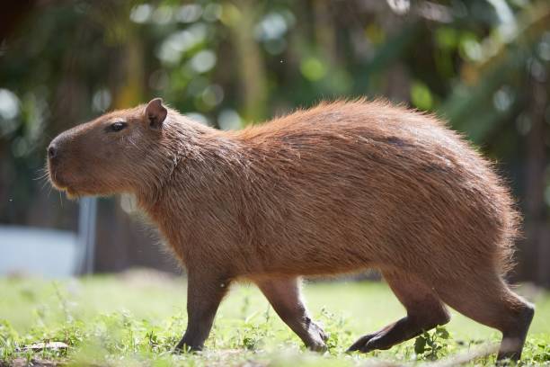 istock capivara satand look at the lake 1437524287
