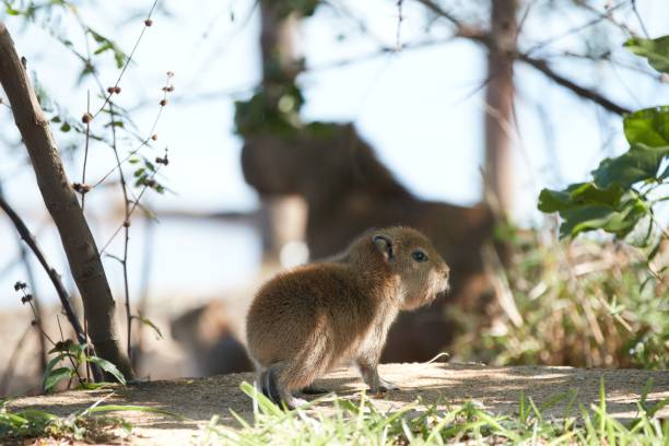 istock capivara satand look at the lake 1437524313
