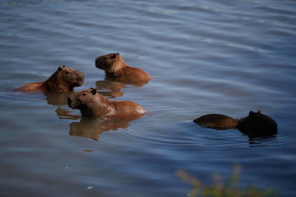 istock capivara satand look at the lake 1437524316