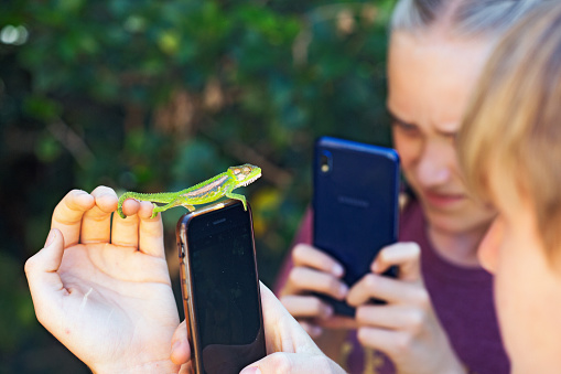 Cape Town, South Africa - December 7, 2019: Two children use their cellphones to photograph a Cape Dwarf Chameleon, which is climbing on one of their phones, outdoors in a suburban garden in the southern suburbs of Cape Town.