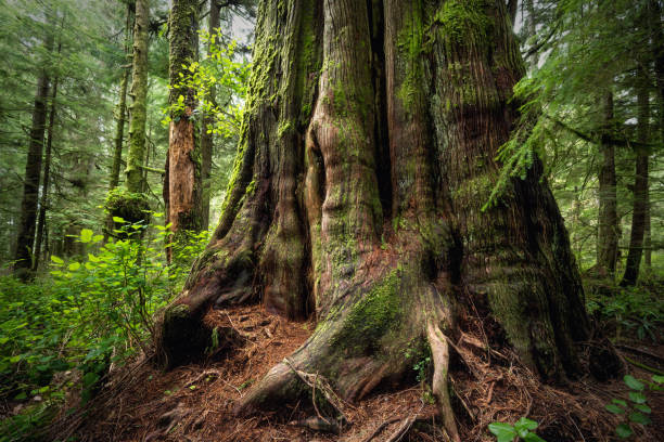 istock Large Western Red Cedar on Vancouver Island, BC Canada 1437525556