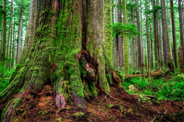 Large western red cedar near Port Renfrew, Vancouver Island, BC Western Red Cedar at Eden Grove near Port Renfrew, Vancouver Island, BC Canada port renfrew stock pictures, royalty-free photos & images