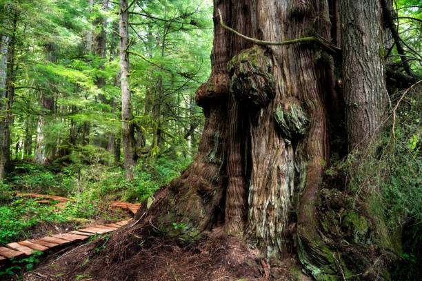 istock Ancient western red cedar tree near Port Renfrew, Vancouver Island, BC 1437525633