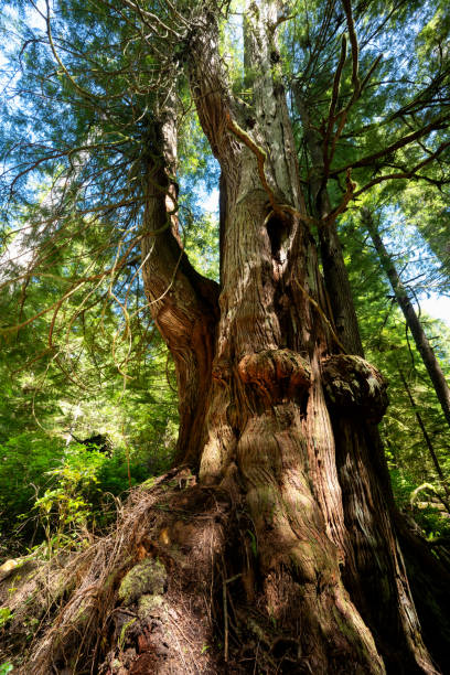 Ancient western red cedar tree near Port Renfrew, Vancouver Island, BC Wide angle shot of Western Red Cedar at Jurassic Grove near Port Renfrew, Vancouver Island, BC Canada port renfrew stock pictures, royalty-free photos & images