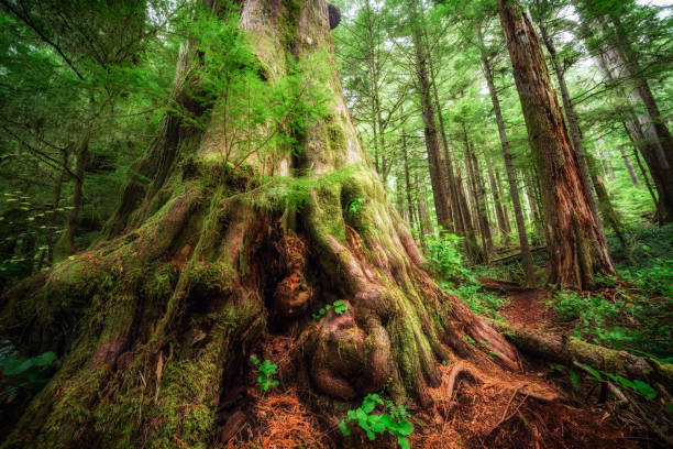 Large Western Red Cedar at Eden Grove near Port Renfrew, Vancouver Island, BC Canada Wide angle shot of a Western Red Cedar at Eden Grove near Port Renfrew, Vancouver Island, BC Canada port renfrew stock pictures, royalty-free photos & images