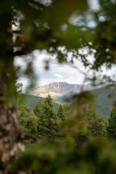 istock Mountain landscape. View through the trees of mountain range and valley covered with greenery 1437525795