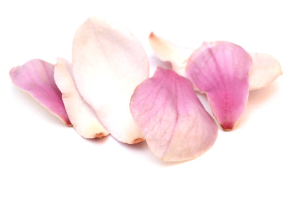 istock Magnolia flower petals 1437526129