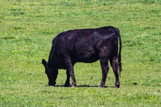 istock Single Black Beef Cow Bent Over Grazing 1437526356