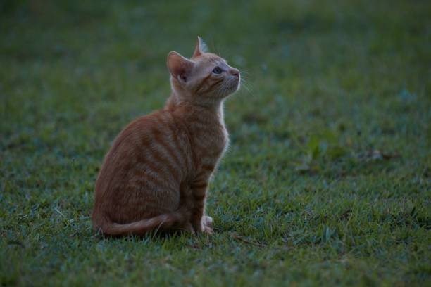 istock cute baby cat playin 1437527007