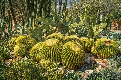 Barrel cactus in the desert