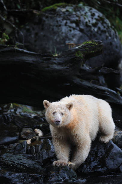 istock Spirit bear in the Great Bear Rainforest, British Columbia, Canada 1437527147