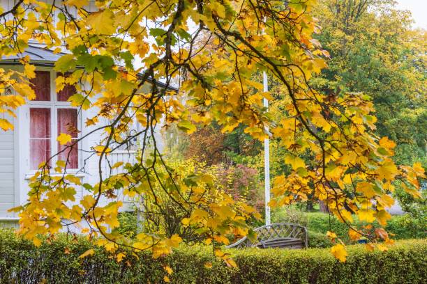 istock Beautiful tree with maple leaves on branches with autumn colors in a garden 1437527181