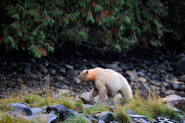 istock Spirit bear in the Great Bear Rainforest, British Columbia, Canada 1437527182