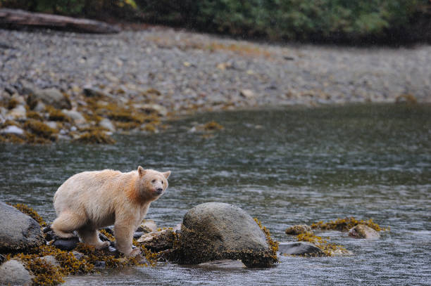 istock Spirit bear in the Great Bear Rainforest, British Columbia, Canada 1437527193