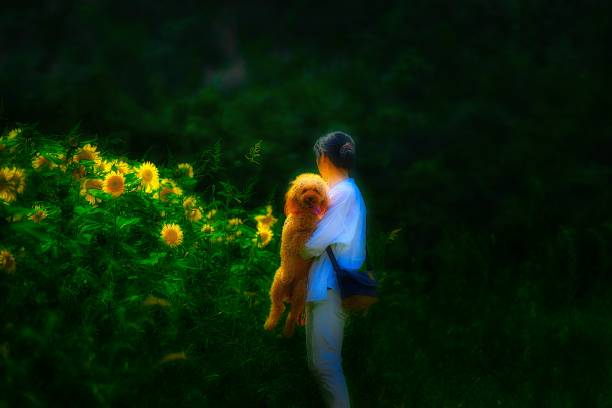 istock dog 379 Dog-walking 1437527236