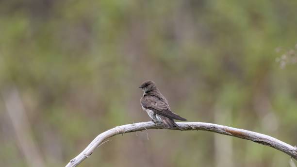 istock Selective focus shot of a sand martin perched on a branch 1437527316