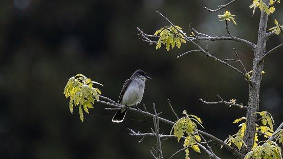 A selective focus shot of a flycatcher perched on a branch