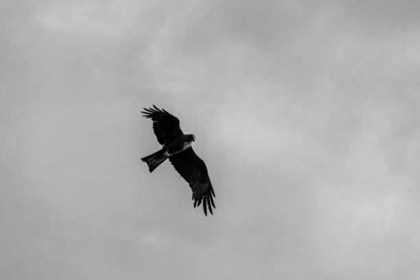 istock Black kite flying in sky in black and white 1437527367
