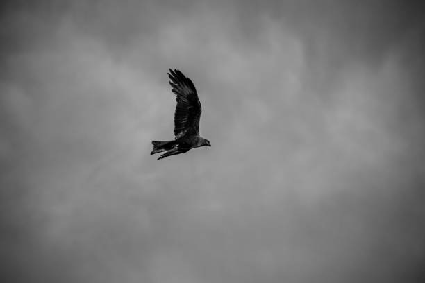 istock Black kite flying in sky in black and white 1437527368