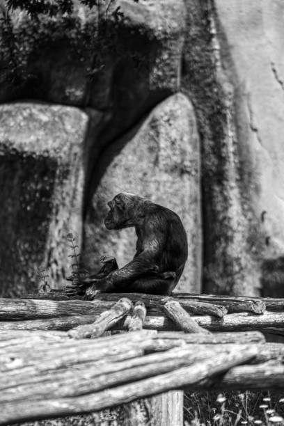 istock Back view of monkey sitting on woods in dark background 1437527395