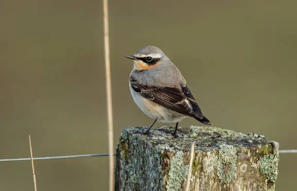 A closeup of a tiny Wheatears perched on a wooden surface in a field with a blurry background