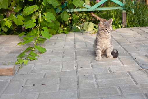 a young gray cat sits on a tile in the summer