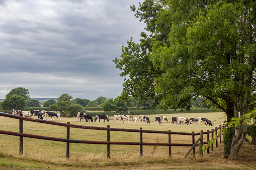 Herd of cows grazing in a meadow in Somerset, England.