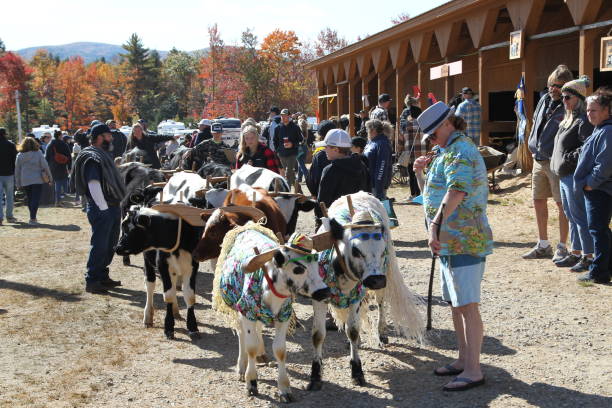 Oxen are ready for the parade The Sandwich Fair Held annually at Sandwich, NH, US on Columbus Day Weekends, October 8 - 10, 2022. The Grand Street Parade. sandwich new hampshire stock pictures, royalty-free photos & images