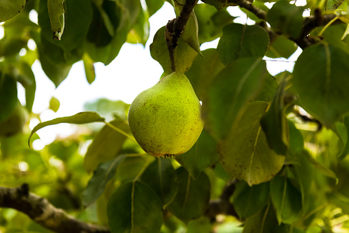 Ripe, juicy pear in an orchard in Somerset, England.